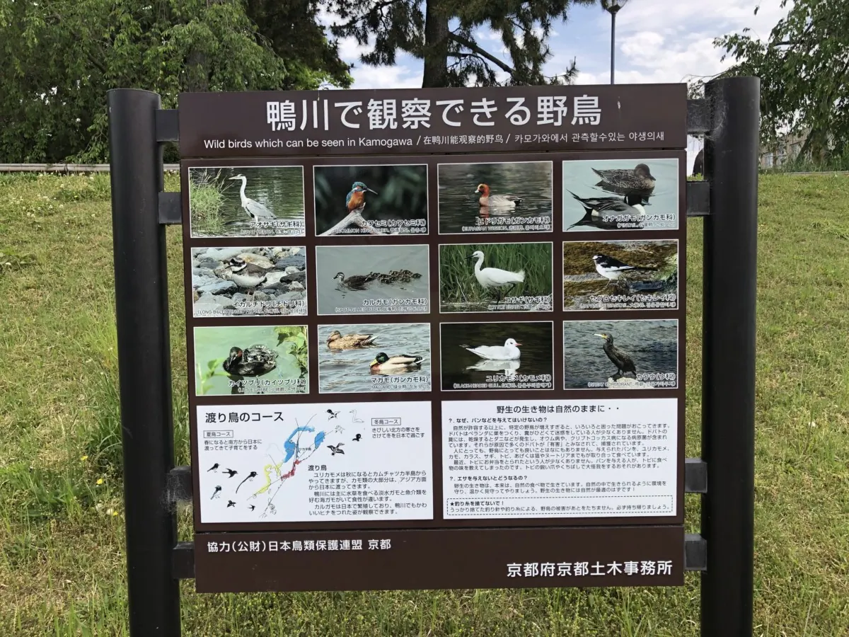 鴨川｜たくさんの人と野鳥が行き交い、一休みしたくなる水辺の画像4