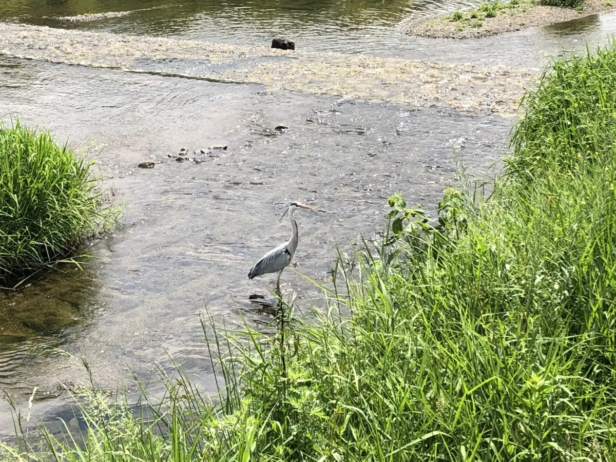 鴨川｜たくさんの人と野鳥が行き交い、一休みしたくなる水辺の画像3