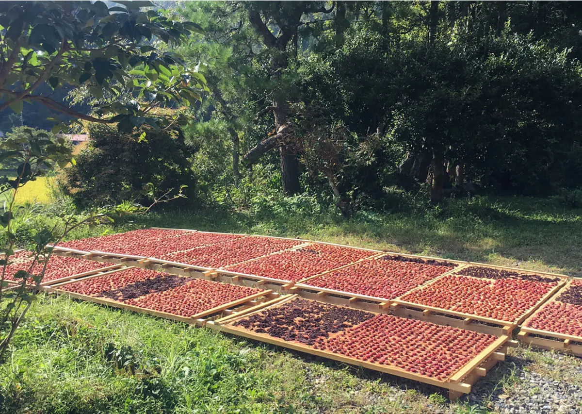 ムモクテキ｜お中元や手土産に美味しくてからだ想いの贈りものを用意の画像5