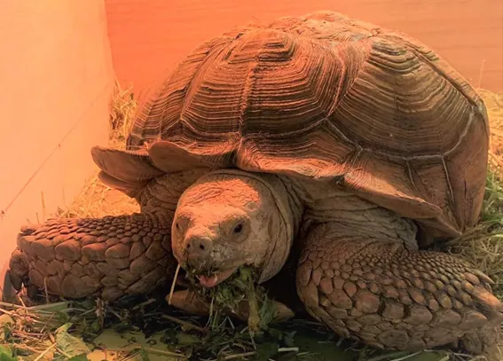 アフリカ最大の陸亀たいしょうくんがブルーメの丘へ引越し！の画像2