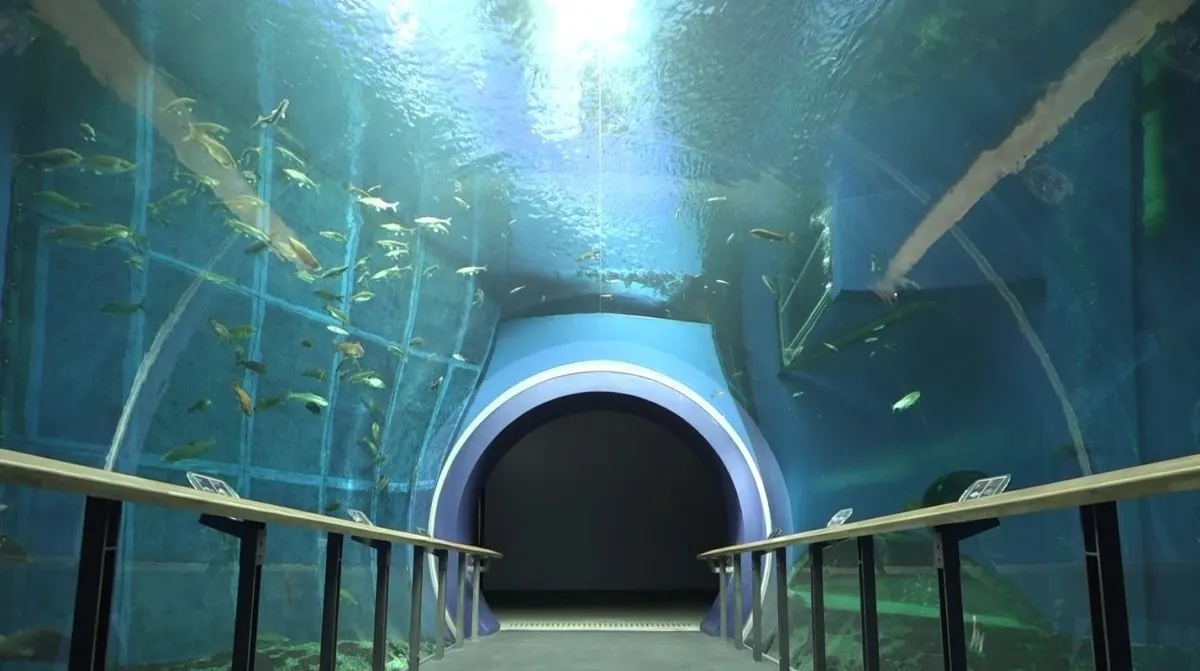 琵琶湖博物館で癒し力向上！「トンネル水槽をゆったり泳ぐ魚たち」を公開