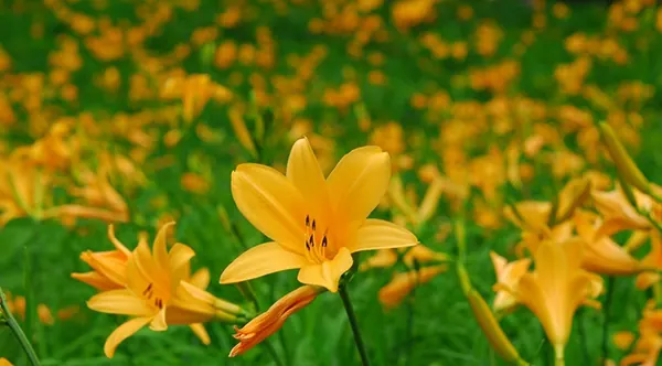 六甲高山植物園|今目にしてほしい「ニッコウキスゲ」花畑は、今一押しの観光スポット