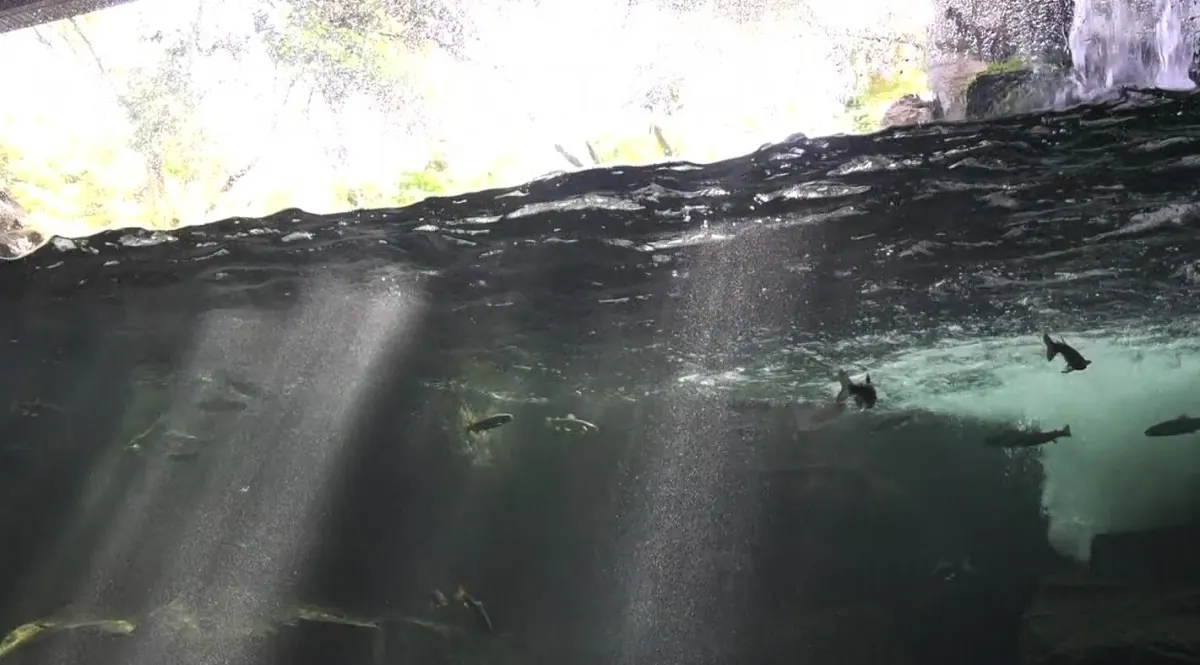 琵琶湖博物館で癒し力向上！トンネル水槽をゆったり泳ぐ魚たちを公開の画像2