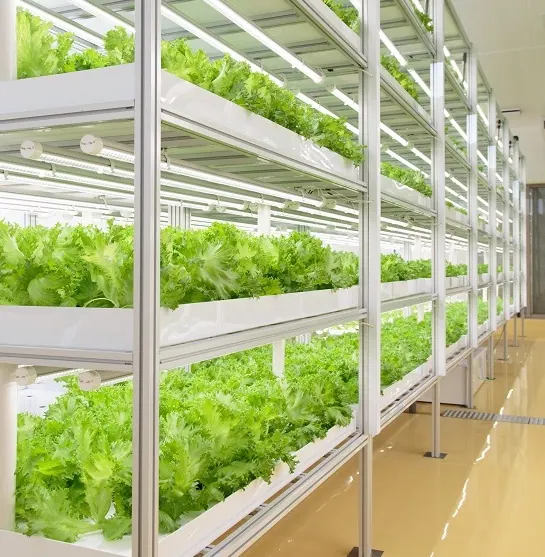 mogiyomogiは完全無農薬で栽培！優しくて美味しいパンと野菜の直売所の画像2
