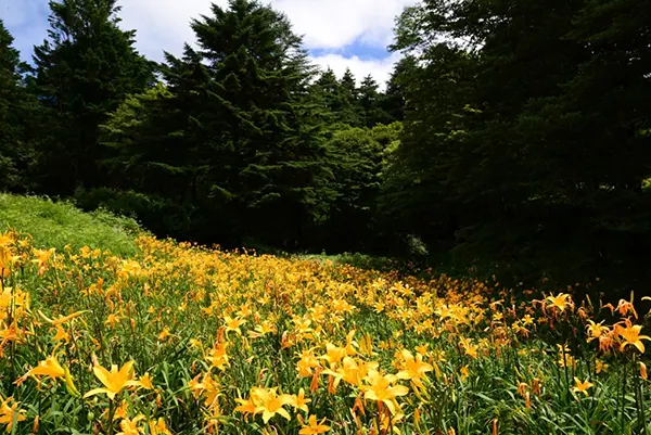 六甲高山植物園｜今目にしてほしいニッコウキスゲ花畑は、今一押しの観光スポットの画像2