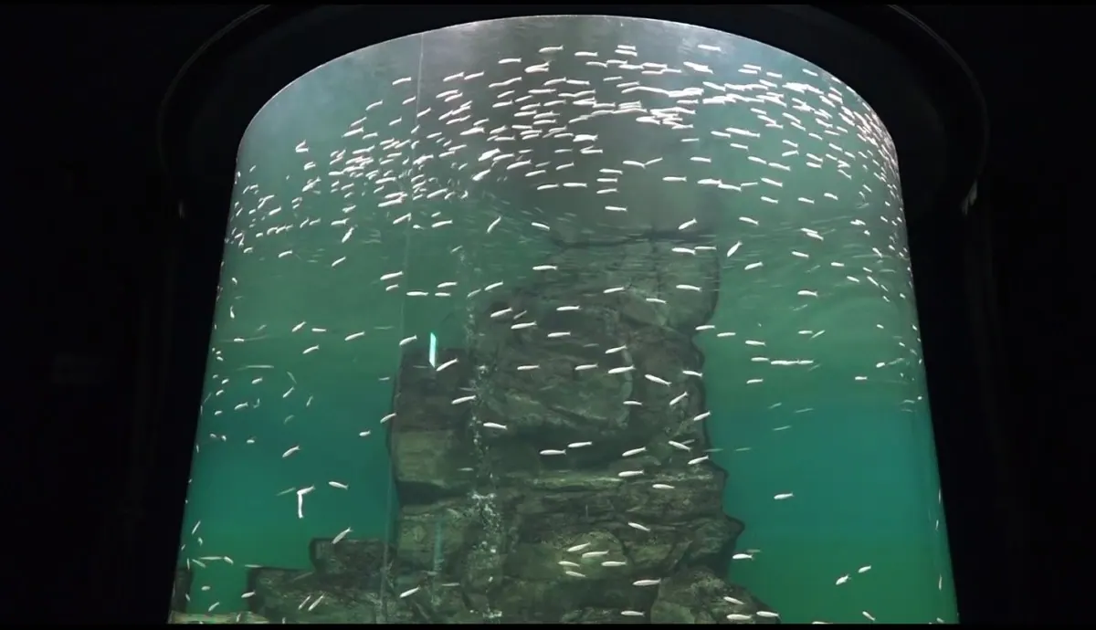 琵琶湖博物館で癒し力向上！トンネル水槽をゆったり泳ぐ魚たちを公開の画像3