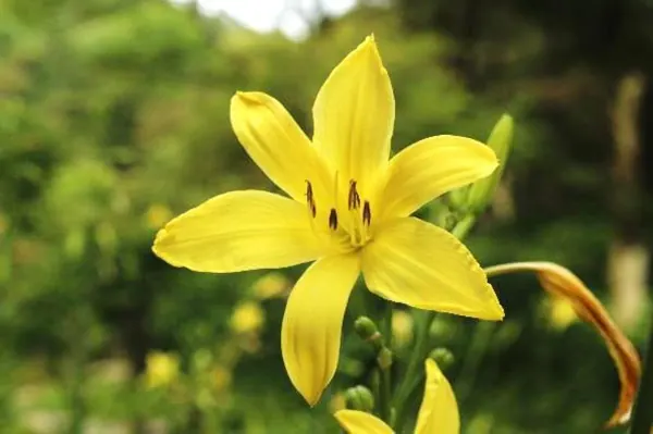 六甲高山植物園｜今目にしてほしいニッコウキスゲ花畑は、今一押しの観光スポットの画像3