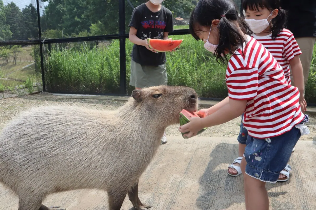 カピバラとスイカを楽しむ夏恒例のパーティーを開催！〜堺ハーベストの丘〜の画像3