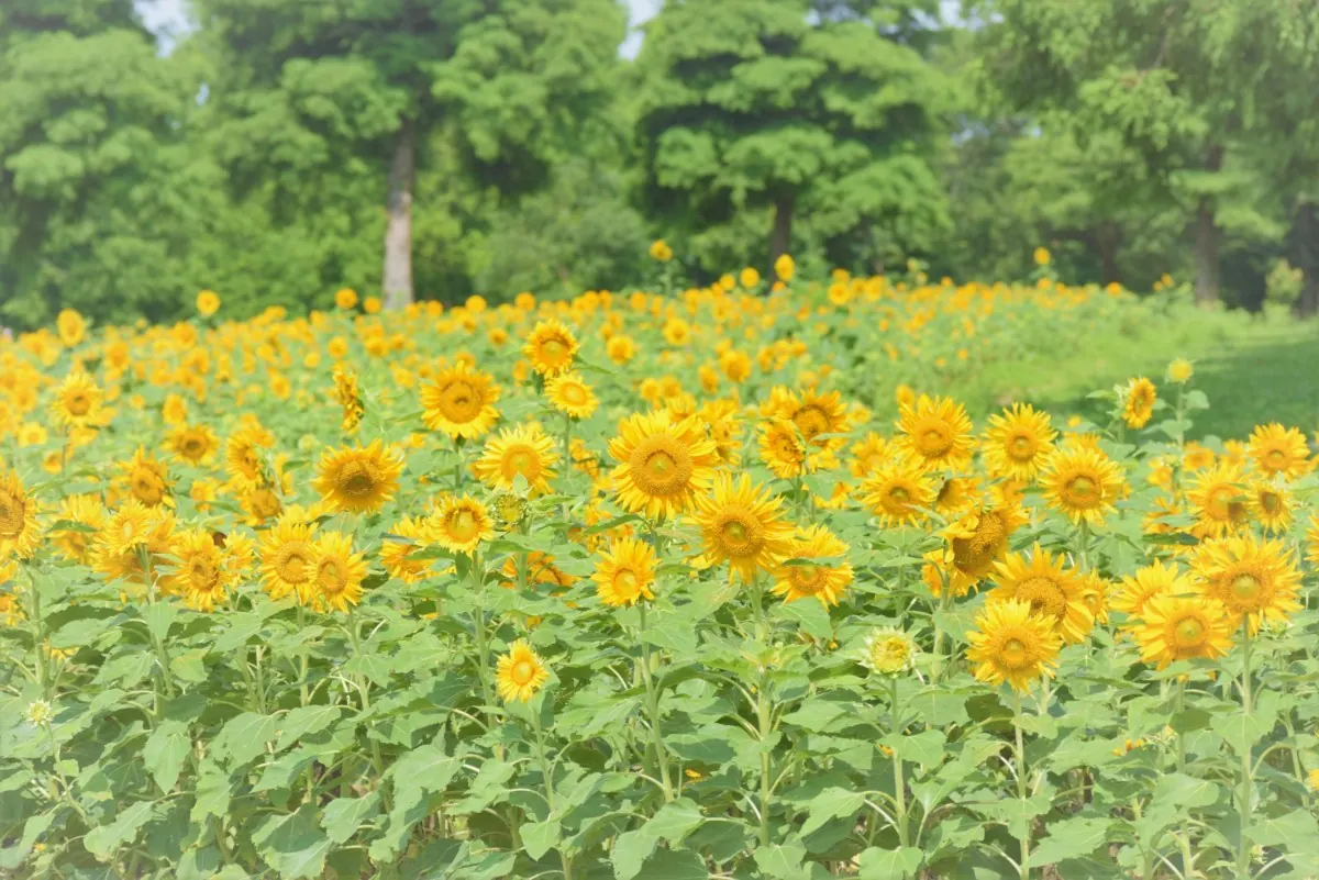 一面に咲く「ひまわり」を今見てほしい！〜滋賀農業公園ブルーメの丘〜