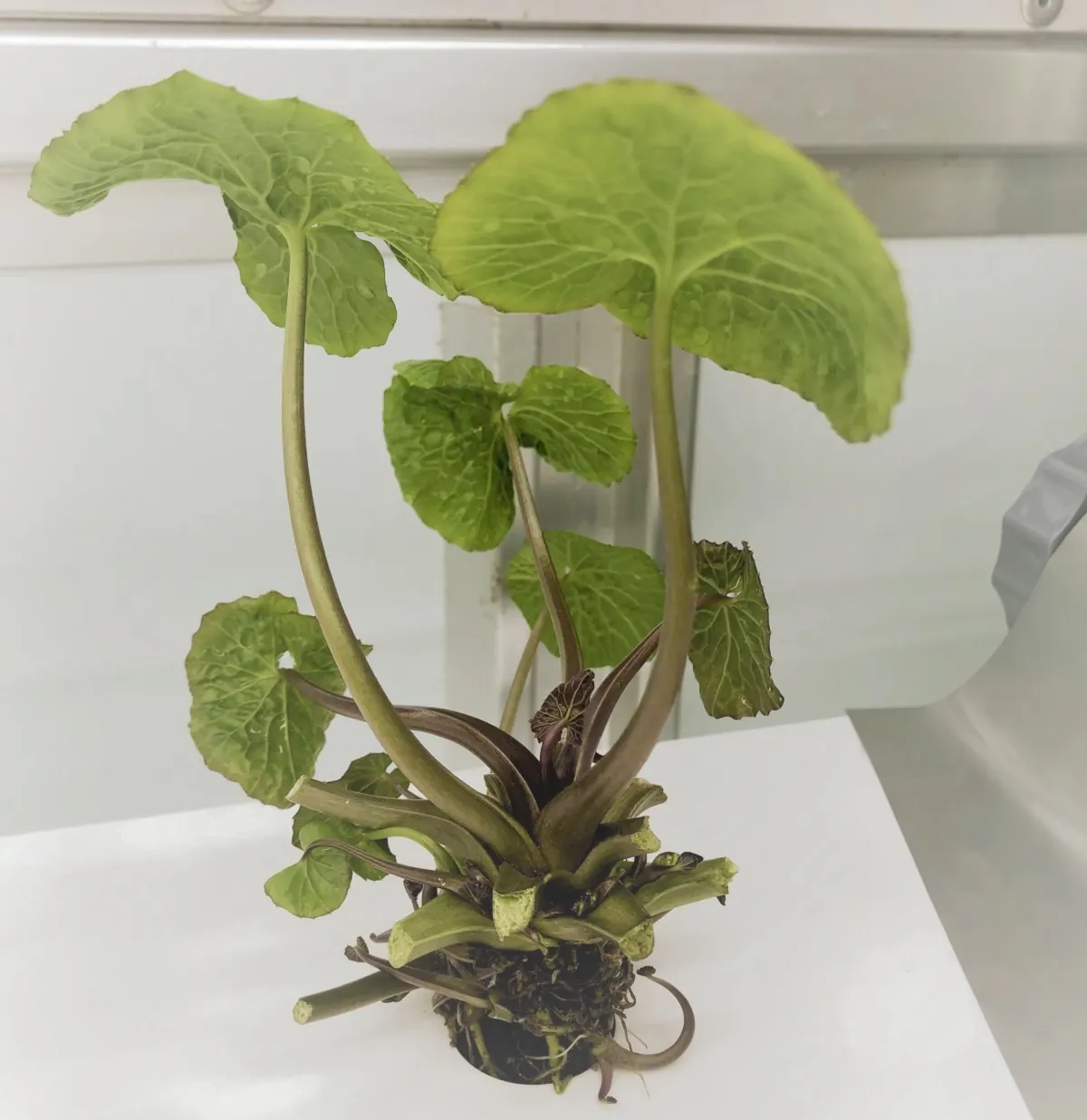 NEXTAGE×大洋化学わさびの栽培期間短縮を目指したプロジェクトを発足の画像2
