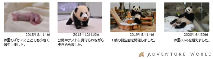 アドベンチャーワールド|パンダの誕生日をYouTubeとInstagramで生配の画像2