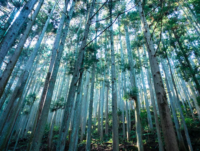 奈良の芸術祭MIND TRAIL 奥大和 心のなかの美術館を10月に開催の画像3