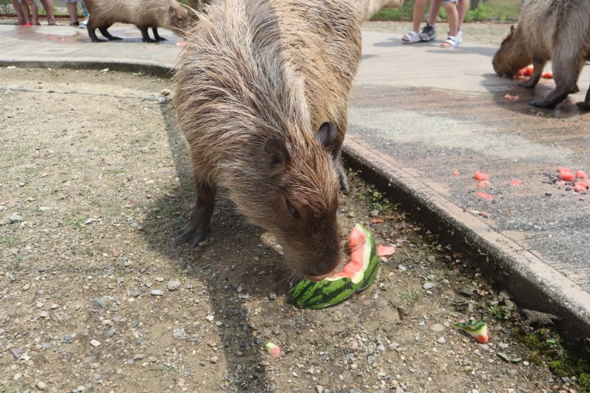 カピバラとスイカを楽しむ夏恒例のパーティーを開催！〜堺ハーベストの丘〜の画像4