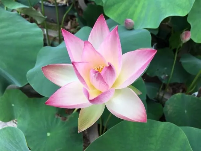 「蓮の花」を眺めながら抹茶を堪能する！びわこ文化公園でイベント開催中