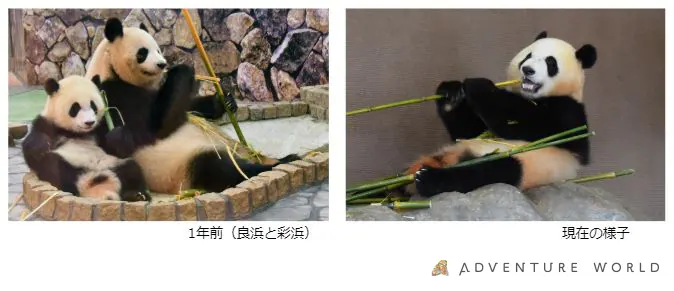 アドベンチャーワールド|パンダの誕生日をYouTubeとInstagramで生配の画像3