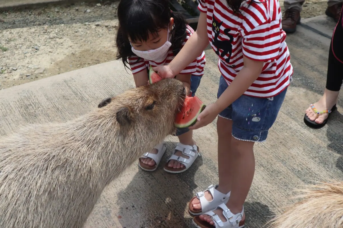 カピバラとスイカを楽しむ夏恒例のパーティーを開催！〜堺ハーベストの丘〜の画像5