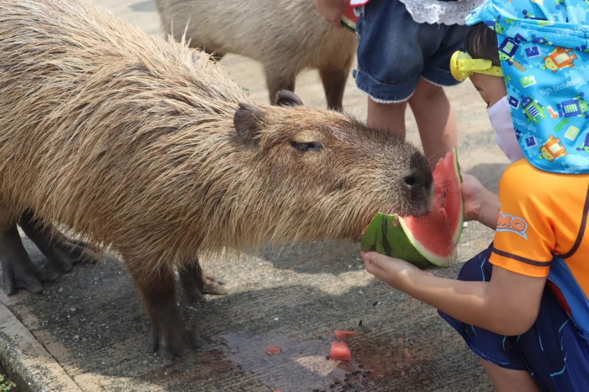 カピバラとスイカを楽しむ夏恒例のパーティーを開催!〜堺ハーベストの丘〜