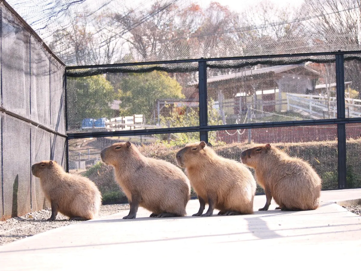 カピバラとスイカを楽しむ夏恒例のパーティーを開催！〜堺ハーベストの丘〜の画像2