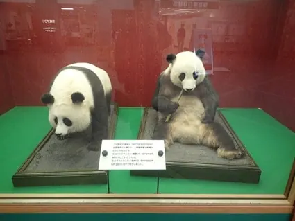 琵琶湖博物館｜絶滅の危機にある「守りたい生き物たち」の標本&パネルを展示