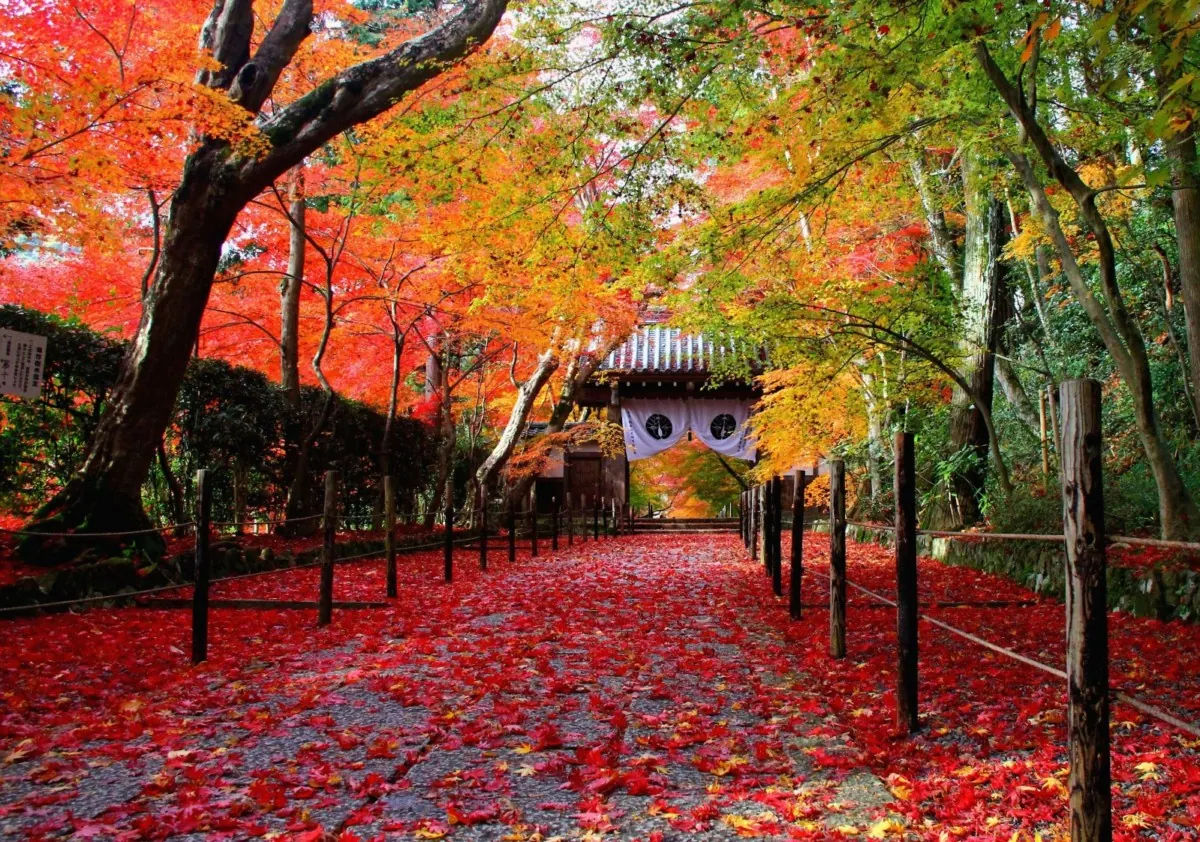 【光明寺】紅葉が彩る境内の「もみじ参道」を歩けるのは、今だけ!