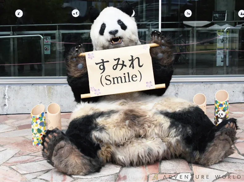 アドベンチャーワールド｜ジャイアントパンダの名前が「すみれ（Smile）」に決定！