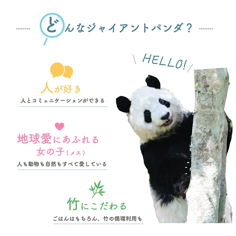 アドベンチャーワールド|ジャイアントパンダの名前がすみれ(Smile)に決定!の画像1