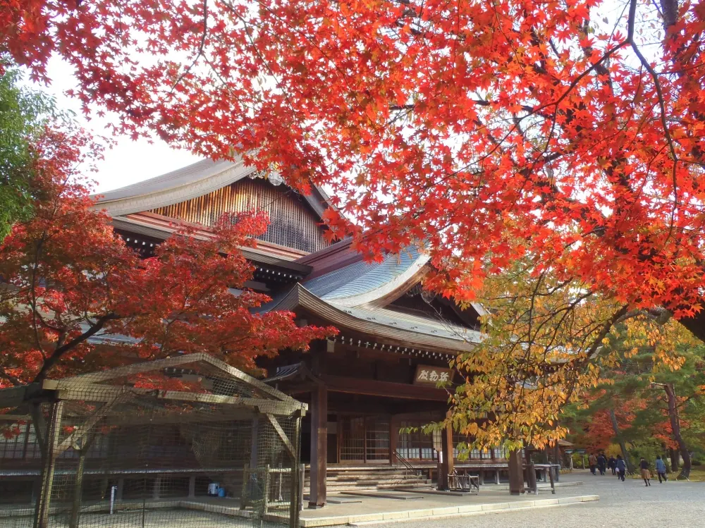 紅葉と常緑が融合する【大本神苑】、美しいコントラストがインスタ映え!
