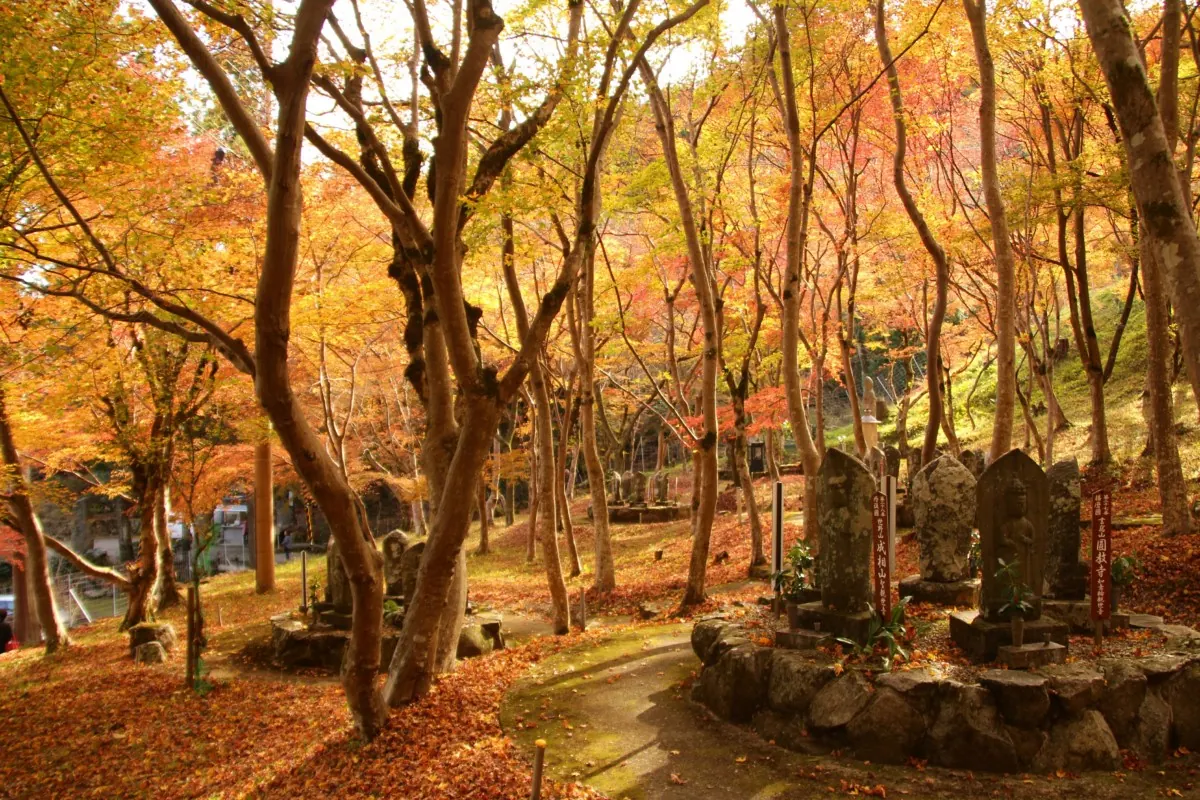 【長安寺】幻想的な世界を彩る紅葉が、あまりにも美しい！