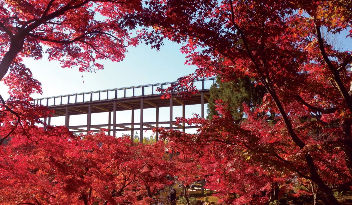 けいはんな記念公園ライトアップで水鏡に映る紅葉が、人々を魅了する！の画像1