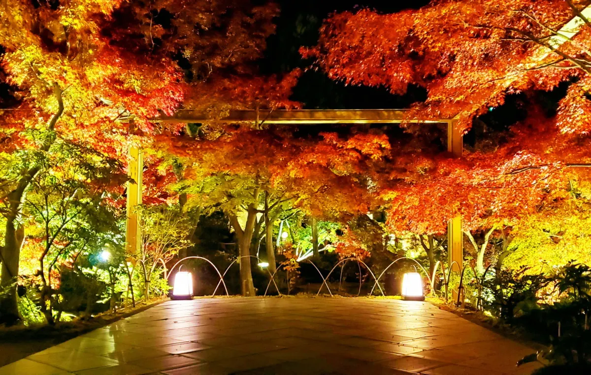 【けいはんな記念公園】ライトアップで水鏡に映る紅葉が、人々を魅了する!