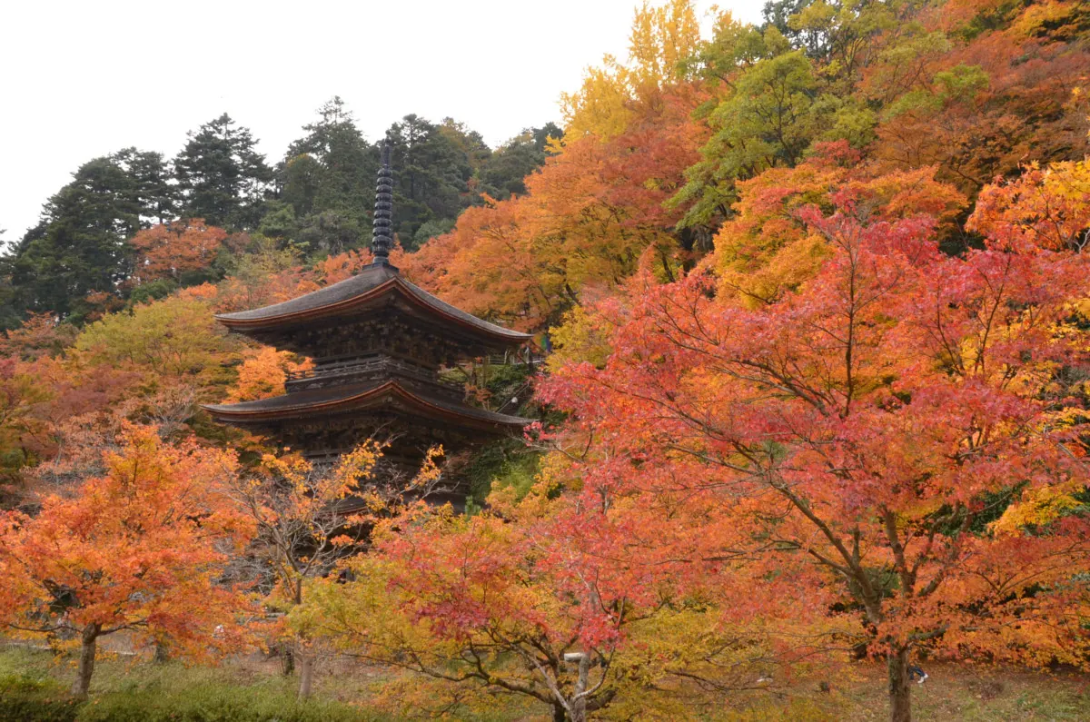 紅葉に包まれた【金剛院】に、心が燃えるように踊る!