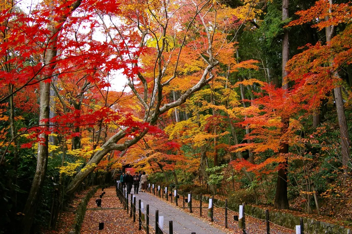 光明寺紅葉が彩る境内のもみじ参道を歩けるのは、今だけ！の画像1