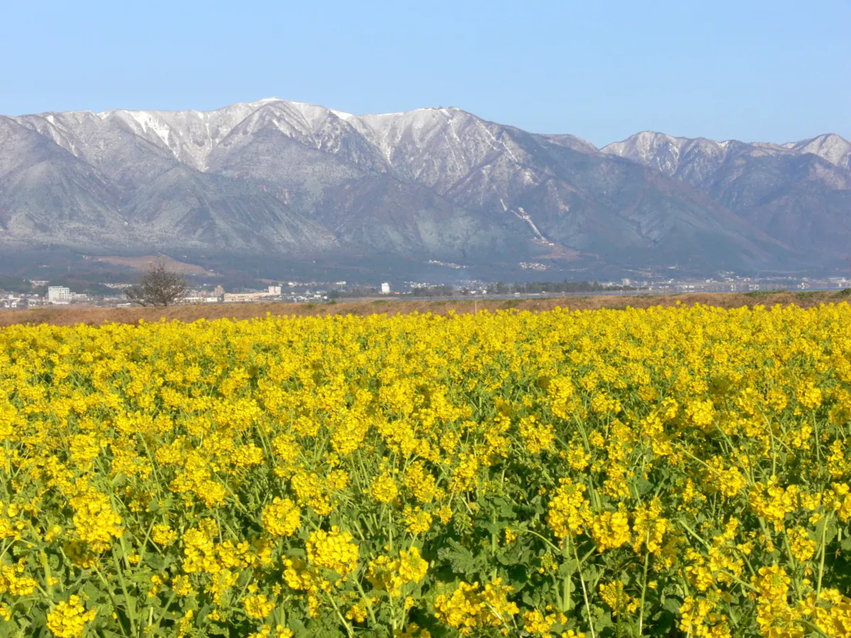 琵琶湖マリオットホテル菜の花づくしランチで、春を先取り!の画像2