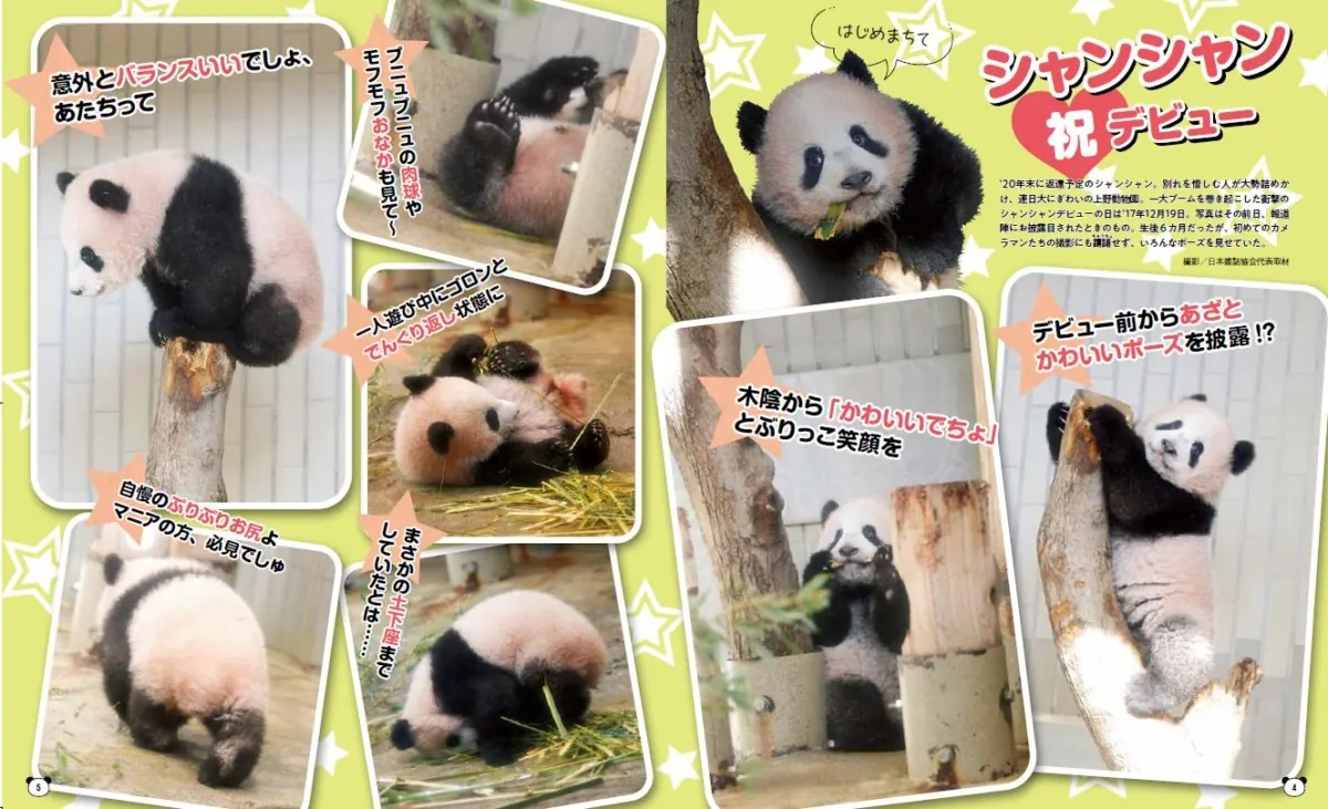 パンダ自身がここに来て話題沸騰なワケその秘密は上野と和歌山にの画像3