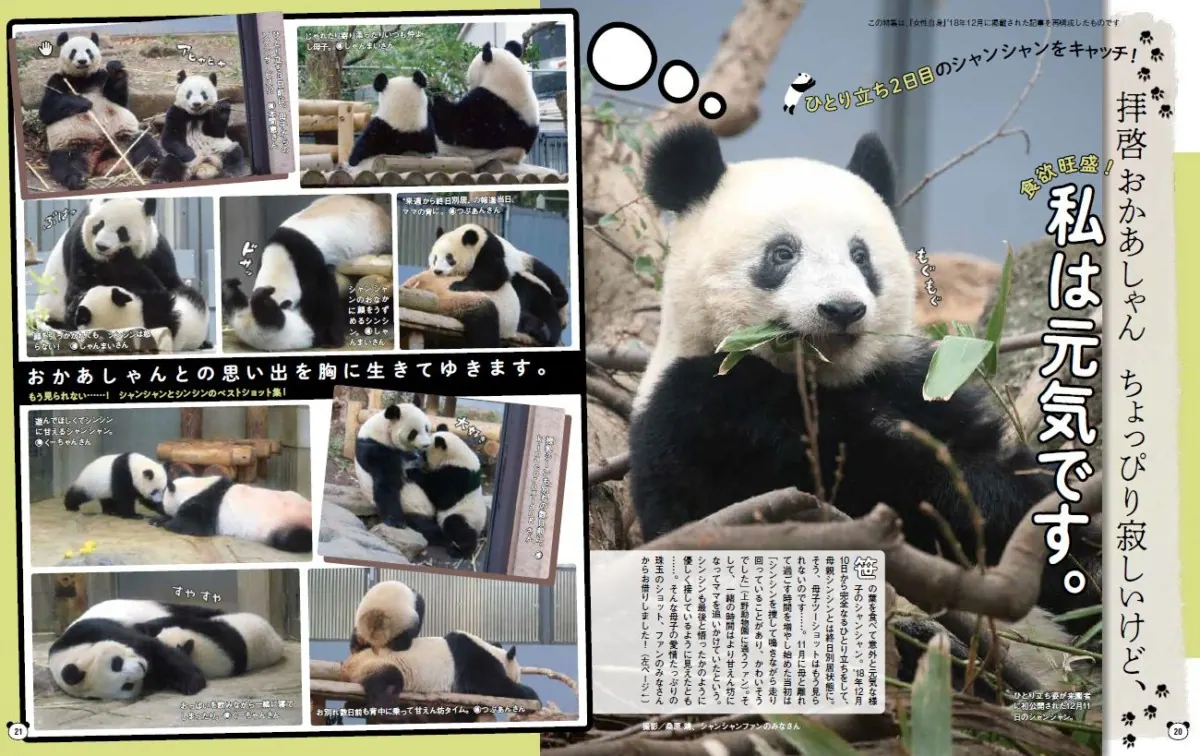 パンダ自身がここに来て話題沸騰なワケその秘密は上野と和歌山にの画像4