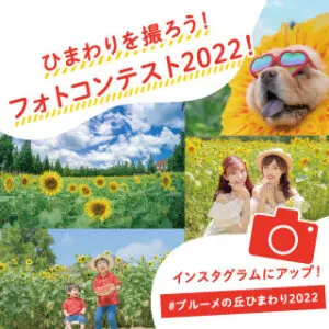 ひまわり満開！ブルーメの丘で約5万本のひまわりが見頃に！の画像3