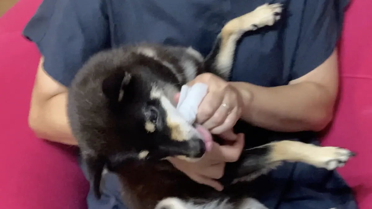 ライオン、犬の歯みがき 習慣化プロジェクトムービーを公開の画像2