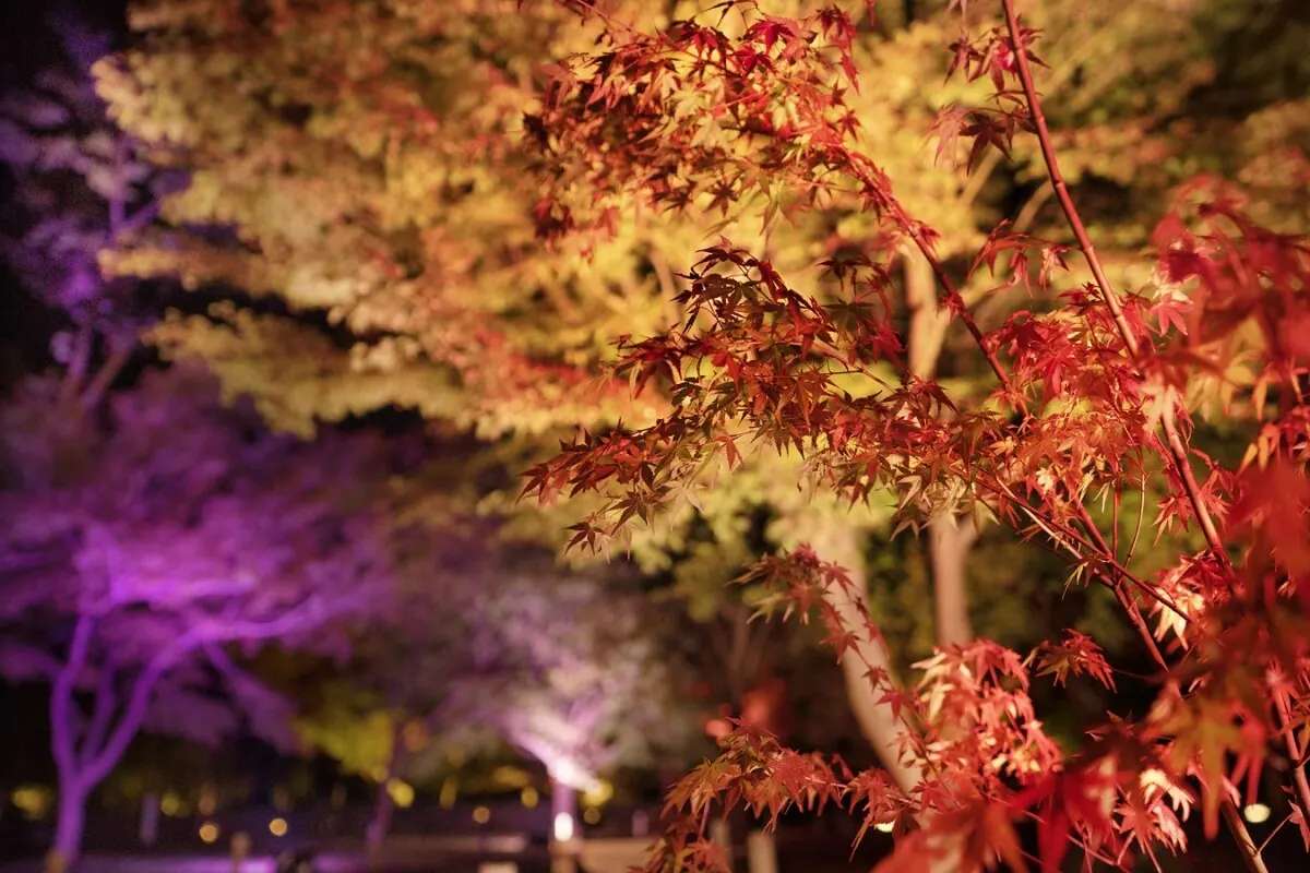 紅花を深感する。NAKED FLOWERS 2022 秋 世界遺産・二条城アートの画像1