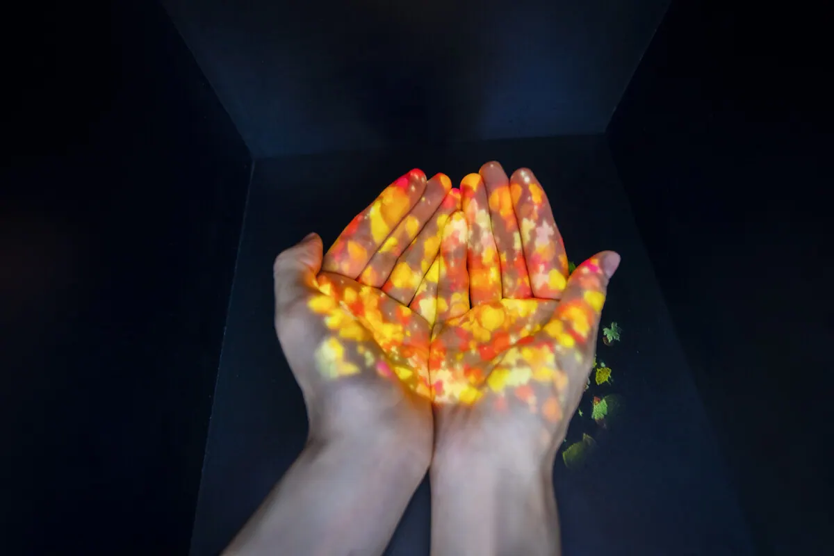 紅花を深感する。NAKED FLOWERS 2022 秋 世界遺産・二条城アートの画像7