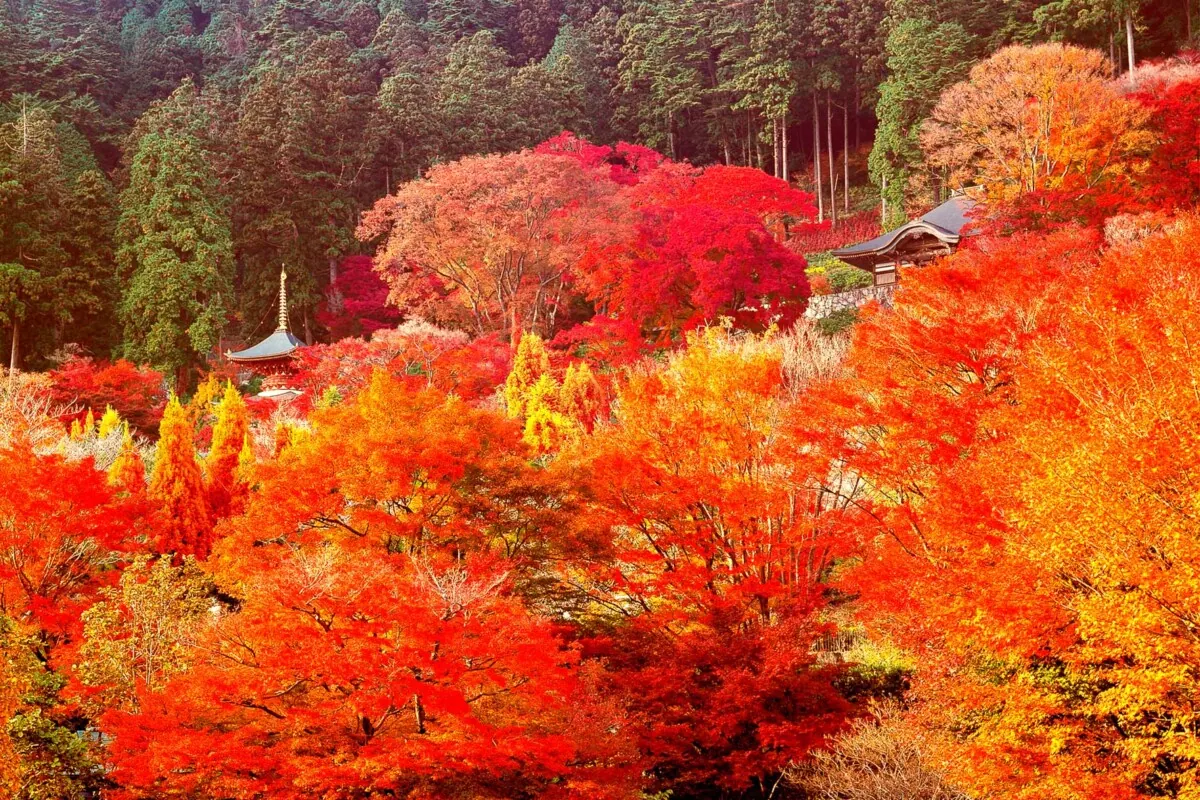 〇〇寺行きの、紅葉を堪能できるシャトルバスに乗れる!?の画像3