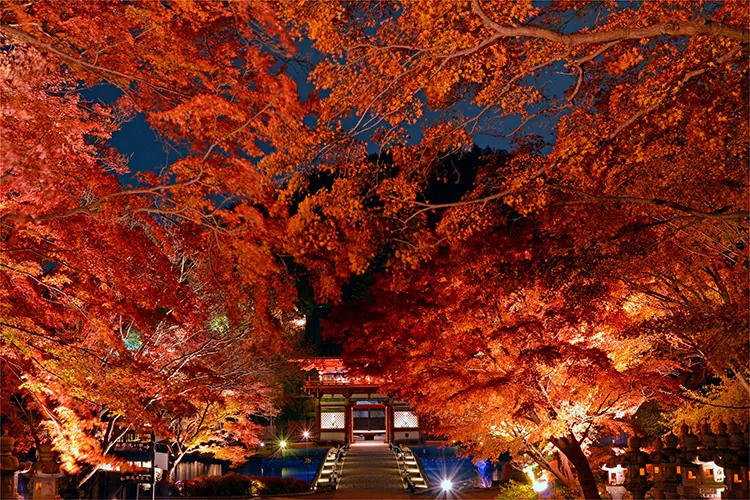 〇〇寺行きの、紅葉を堪能できるシャトルバスに乗れる!?の画像5
