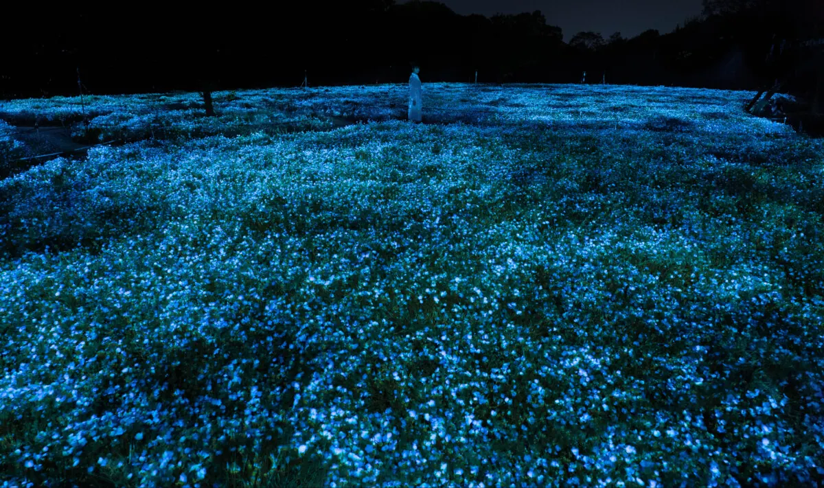 チームラボ「ボタニカルガーデン 大阪」で、一面のネモフィラが夜の植物園で光り輝く作品を公開。
