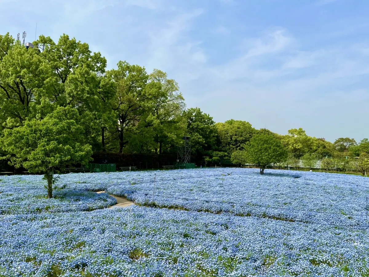 チームラボボタニカルガーデン 大阪で、一面のネモフィラが夜の植物園で光り輝く作品の画像1