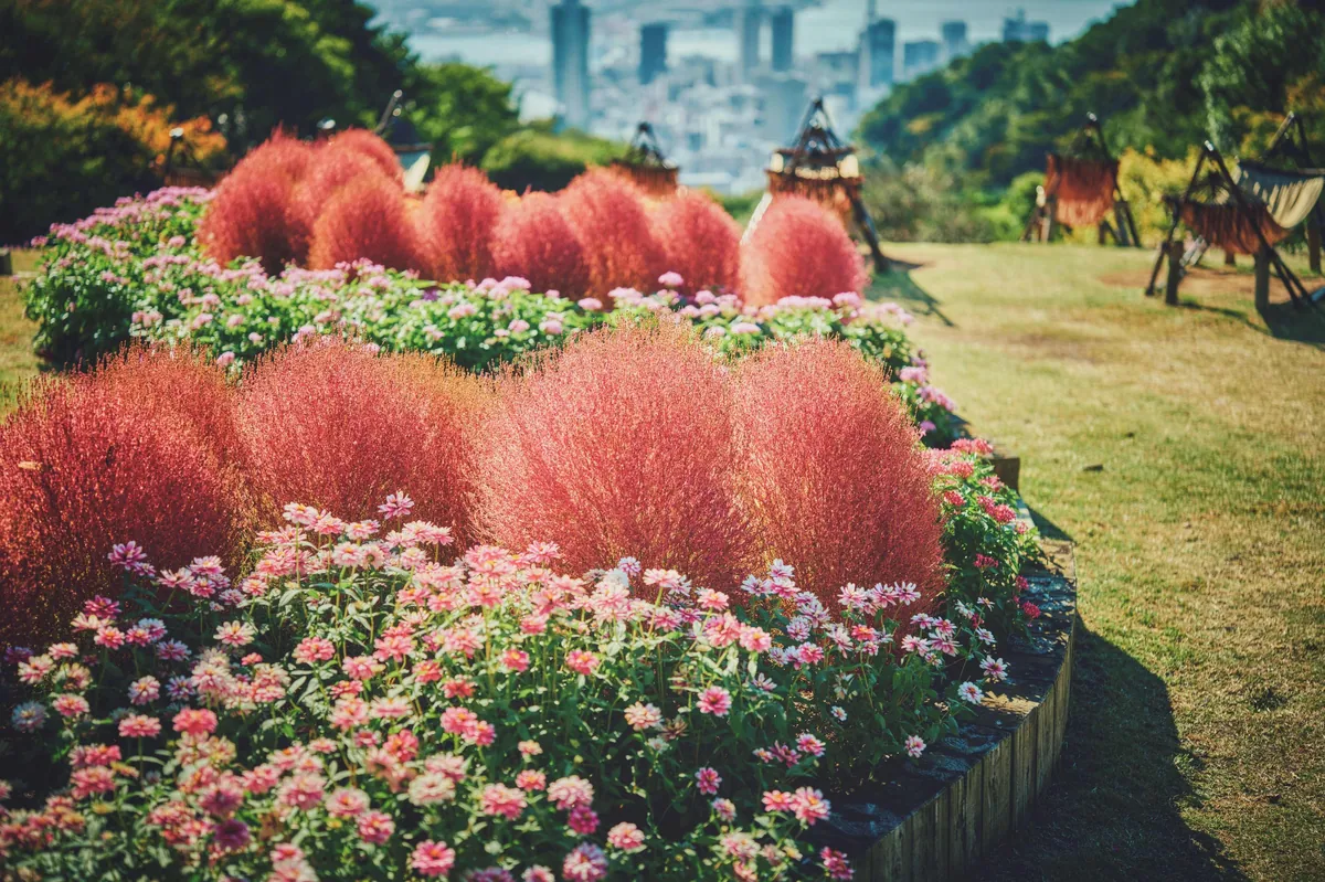 手前に赤く色づくコキアとピンクの花、奥に神戸の街並みが広がる風の丘芝生広場の景色