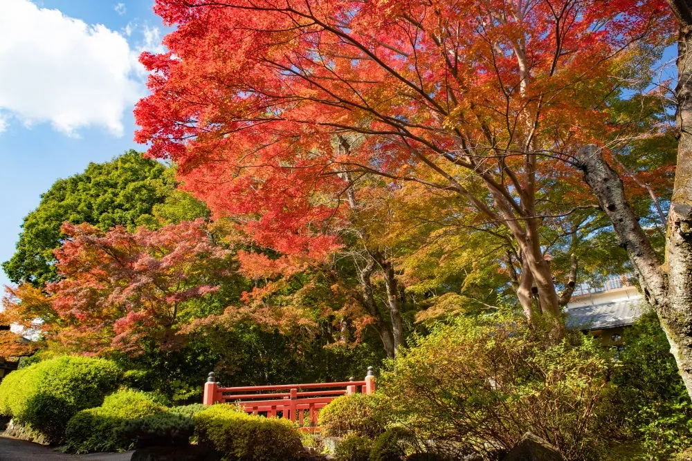 Red maple leaves and a vermilion bridge in the garden under a blue sky