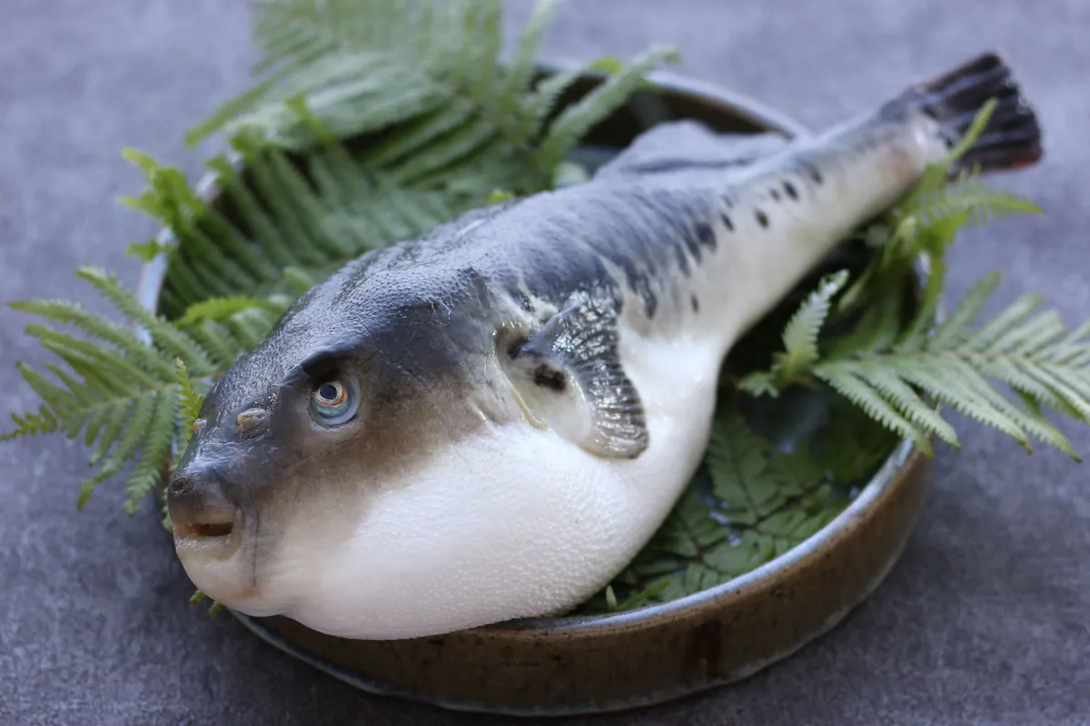 A whole Awaji tiger pufferfish on a dish lined with green fern leaves